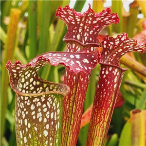 Sarracenia Hybrid H 23 Leucophylla X S. X Excellens A. Slack